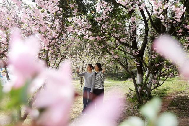 踏青赏花不负春光