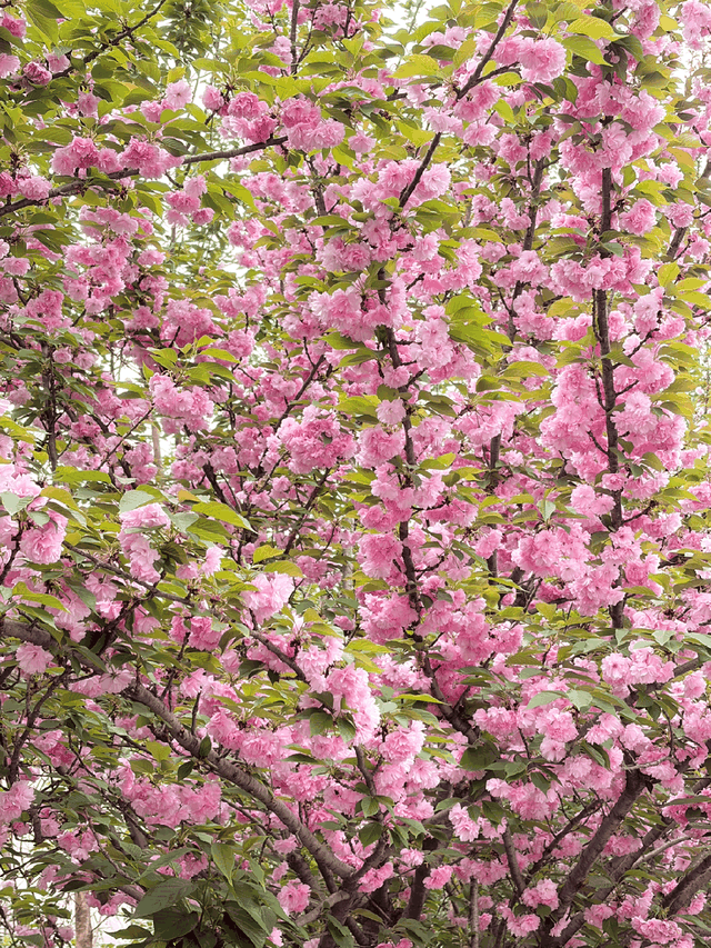 刷屏了！德阳这条“樱花大道”限时返场！路过的全都要刹一脚