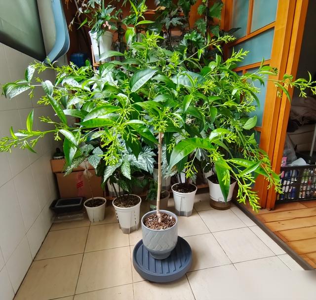 阴花不能进阳宅！这5种花“打死”也不养，家里若有？快挪走！