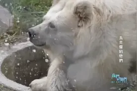 兵临城下，乌克兰的它们如何在战火中求生，要么逃，要么安乐死？图片