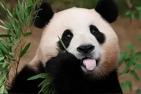 韩国市长要求中国赠送两只大熊猫，拉进两国关系，神评笑喷图片