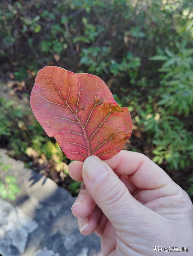 以我4次经历，带你打卡北京香山，北京的朋友请补充