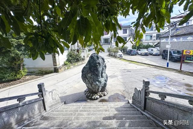 大理有棵黄葛树已经600多岁,曾被砍去一半,如今却枝繁叶茂