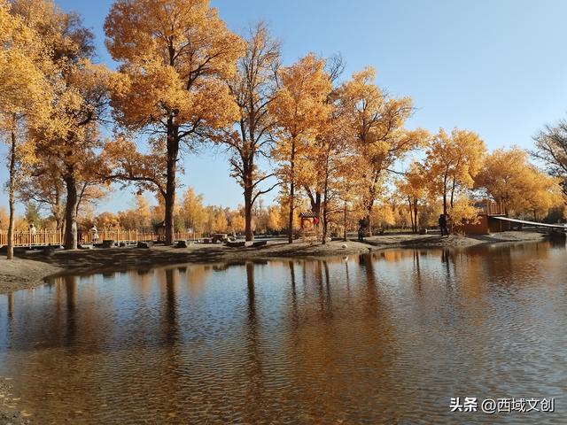 丝路遗迹·寻踪河西｜张耀宇：金塔胡杨是沙漠写给秋天的密语