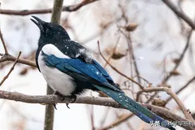 农村常见的十种鸟类，你都见过多少呢？如今可没人敢抓了啊！图片