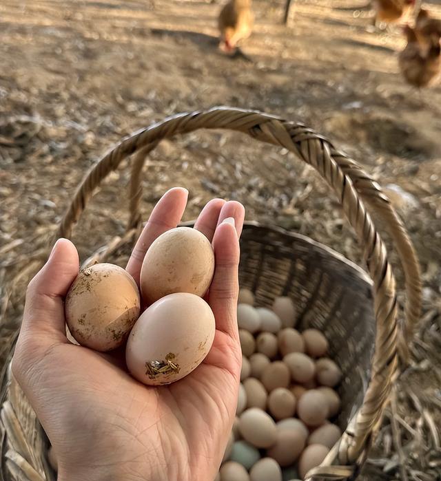 买鸡蛋时，挑干净的还是带鸡屎的？养殖户：都不对！