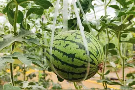 来昆明晋宁，“云”养一个“梦中情瓜”图片