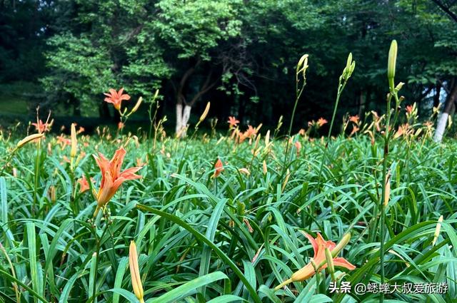 杭州植物园中，有两个老杭州人都不知道的秘密！