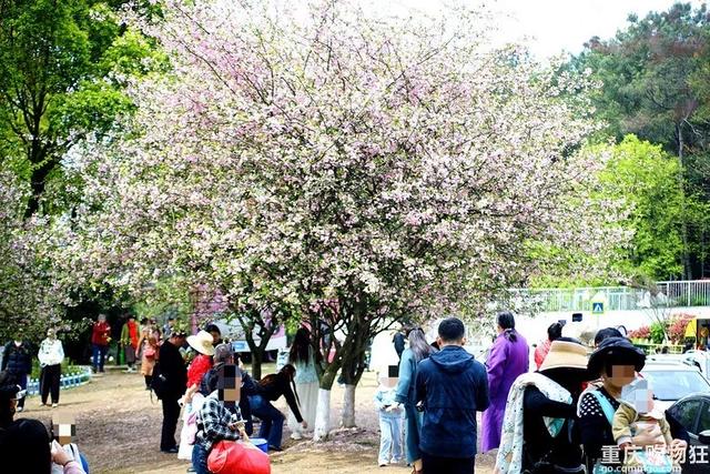 重庆这片免费花海开疯了,又多又美,公交轨道直达,适合全家出行