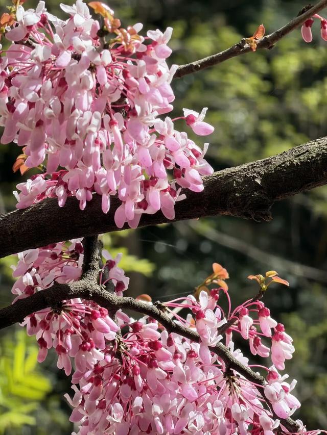 广元不远 周末优选 | 又是紫荆又是奖牌的，唐家河你成功引起了我的注意！