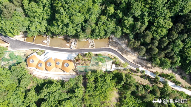 清明不想挤人海？来佛坪邂逅金丝猴、漫步金色花海→