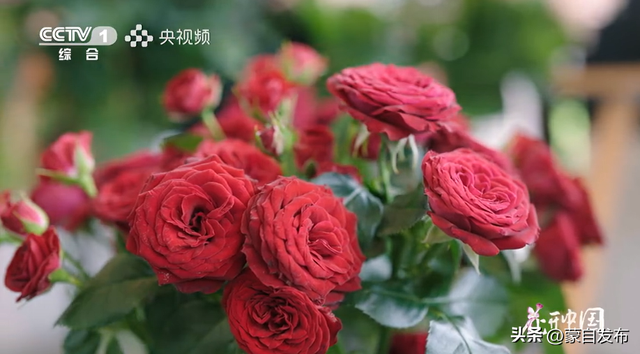 蒙自花开上央视！诚邀晒图，评论区专“宠”鲜花！