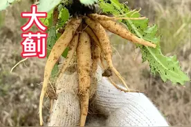 大蓟又叫地萝卜，山萝卜，全株长刺，根部煲汤鲜美，农村用来止血图片