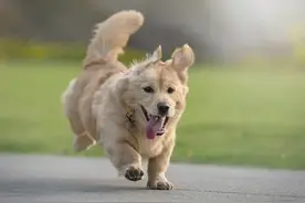 狗狗不能吃盐？5个颠覆认知的养狗谣言，第4个竟与谣言完全相反！图片