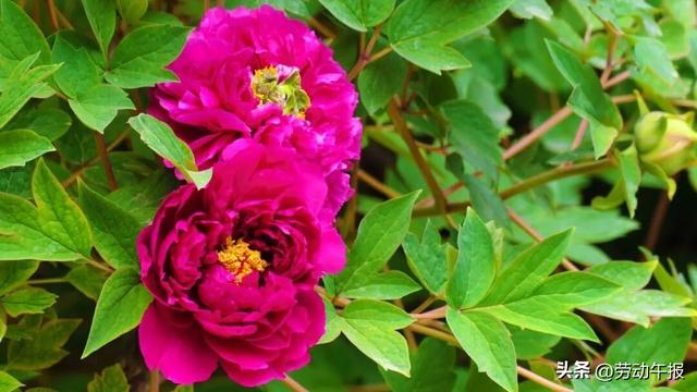 “太庙牡丹游园活动”嗨玩8天！赏花观演、集章打卡、文创市集一站式畅玩