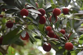 苏州西山杨梅，大量上市！图片