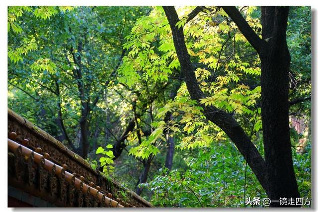 沈阳东陵郊野公园“精灵”出没