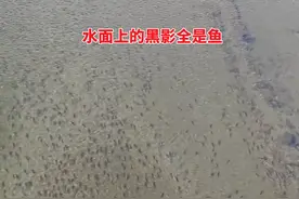 北京一河道突现大量马口鱼，感觉快要泛滥！网友：快用饵料钓啊！图片