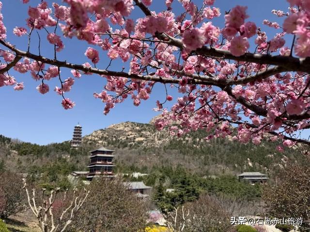 春满赤山 | 玉兰映雪，梅落禅心，赴一场北纬37°的山海花事