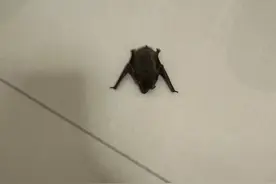 如果有蝙蝠飞到你的家里，千万不要慌。图片