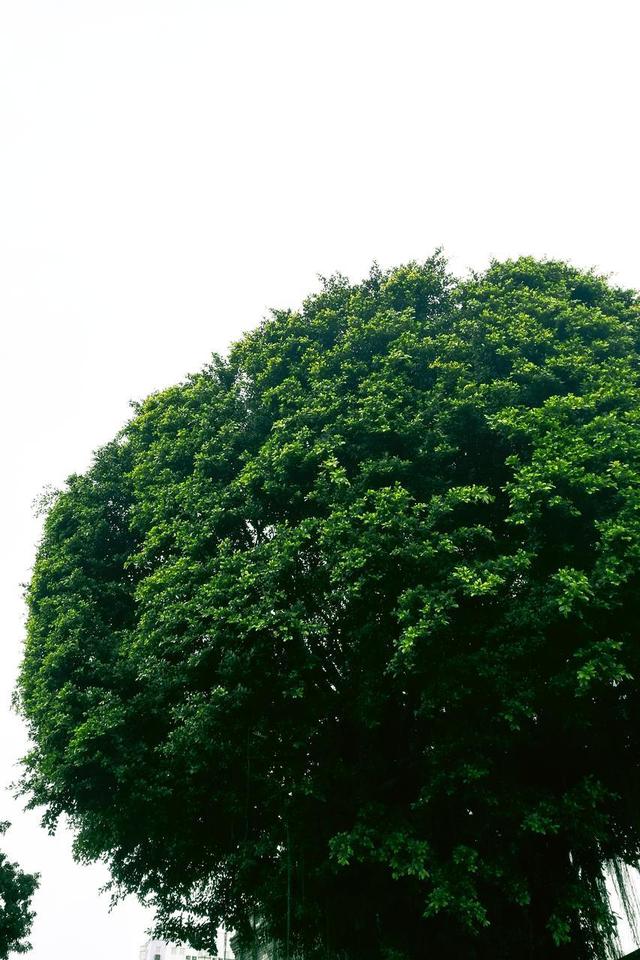 原来海边城市可以这么安静！福州：满城榕树下，藏着最真实的闽都