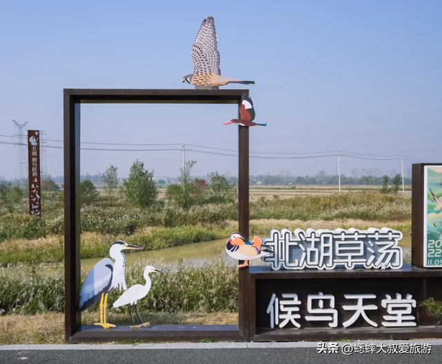 超绝的杭州“唐代泽”，已成秋冬打卡地，芦花翻滚，美不胜收！