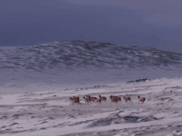 节气里的大美西藏丨大雪