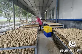 驿城区顺河街道李庄村：小变蛋“变”出乡村致富新产业图片