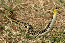 泰国一年活捉上万条毒蛇，为何蛇还泛滥成灾，蛇繁殖能力有多强？图片