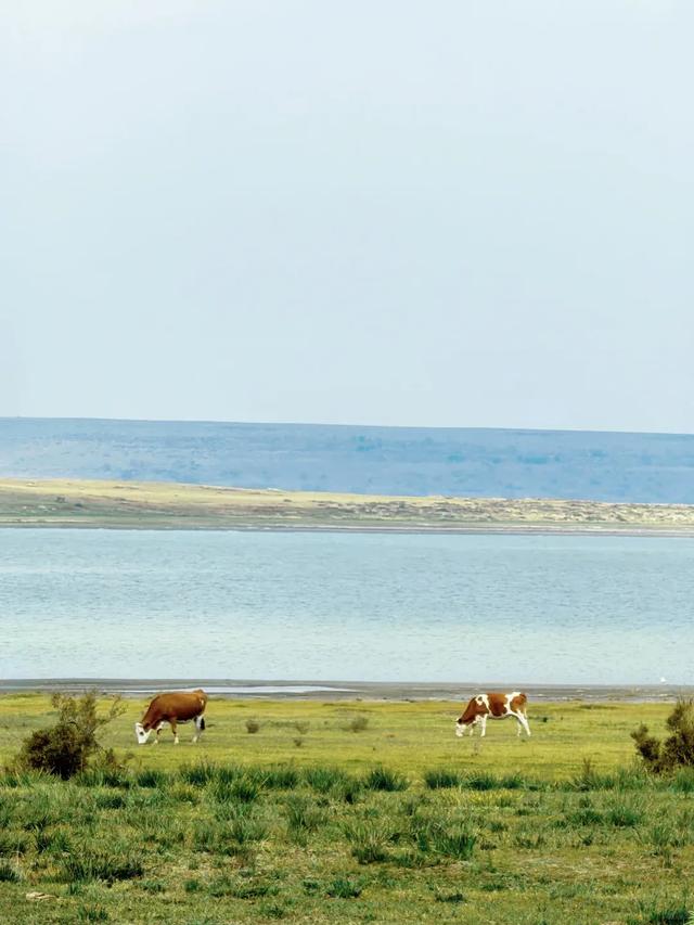 达里湖在哪里,国庆去怎么样,达里湖景区游玩攻略