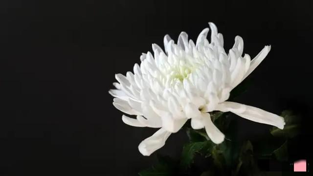 突发讣告！他于10月17日去世，终年51岁，42岁便已晋升大学副教授