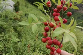 临朐有网友在山坡上发现了大面积的野果子，这种果子味道很独特！图片