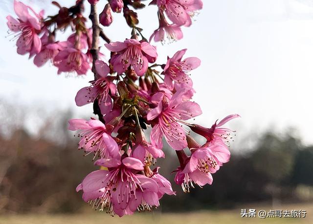 成都最大规模冬樱花开了，1000多株，惊艳壮观，免费，地铁直达！