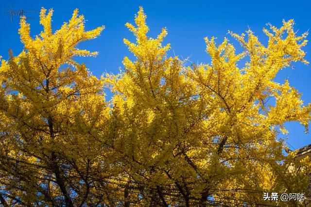 崇圣寺隔壁也有古银杏，就在三文笔村，长势更加风华正茂