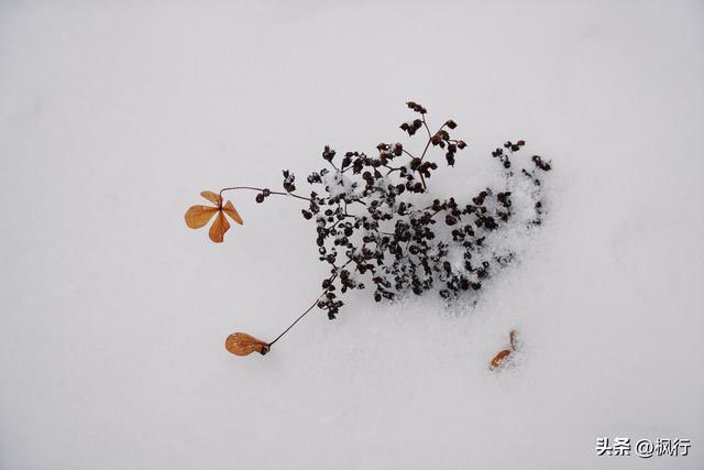 说起冬季日本看雪，难道只有北海道吗？