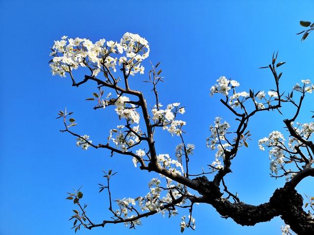 春天你最喜欢赏哪种花