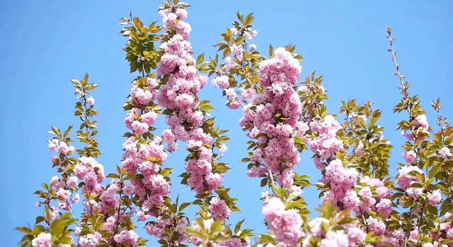 甘南：一半春雪 一半花海