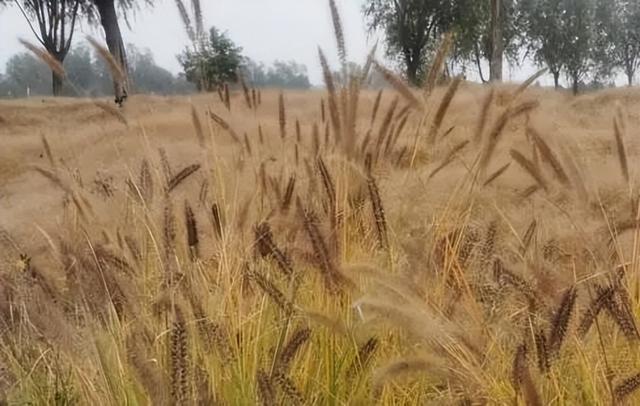 一叶知秋！2025年石家庄市城区赏秋指南来啦 这些地方别错过