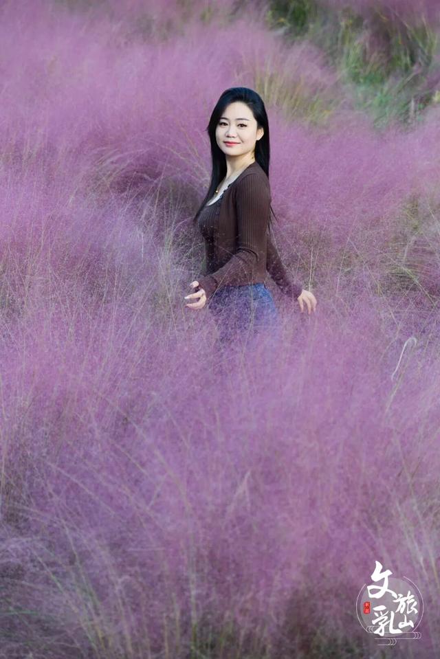 粉黛乱子草的浪漫邀约！在乳山赴一场粉色的秋日之约