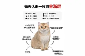 每天认识一只猫｜金渐层图片