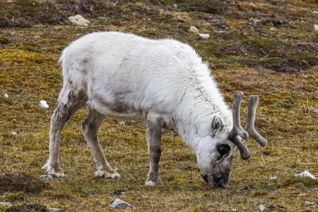 2026.7.7集结！穿越北极三岛、北欧两国，37天深入地球最北端！