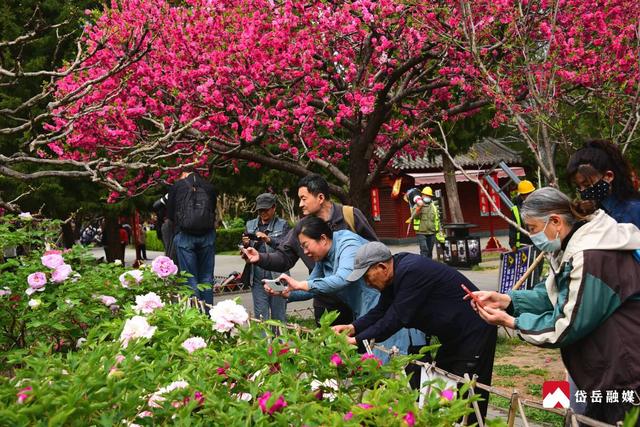 春已至 花正浓 来岱庙 赏牡丹