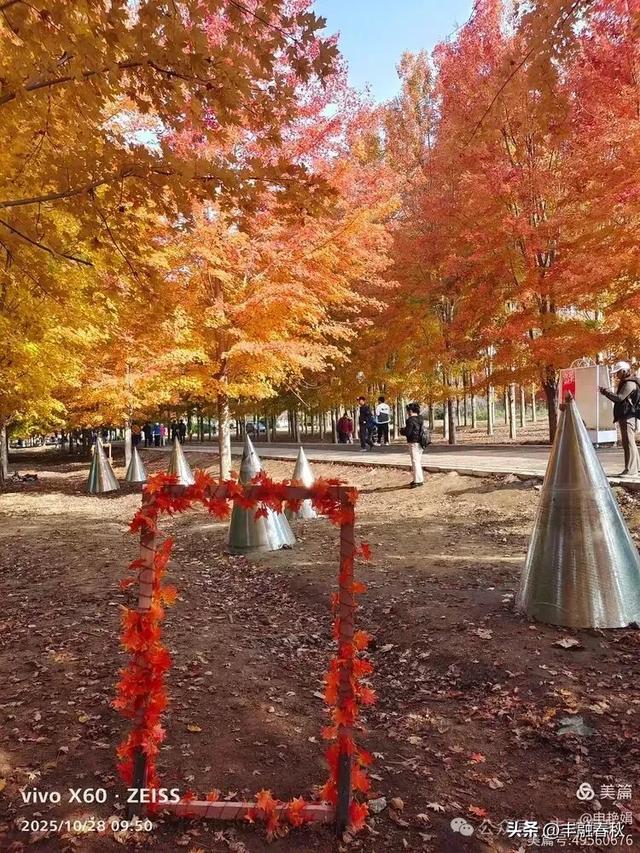 丹枫映秋,枫彩满楼|申艳娟