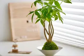 家中的7个角落对应7种绿植，放对了位置，身体健康，幸福加倍图片