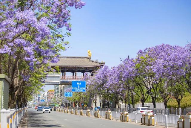 比大理浪漫！比昆明更近！高铁直达阳光小城，2万株蓝花楹美疯！观海登山，美食吃到爽！