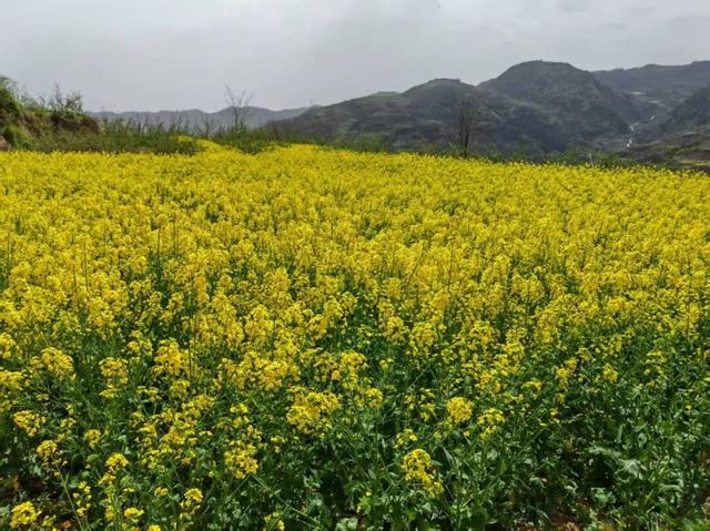 礼县滩坪镇：千亩油菜花竞相绽放 赴一场春日金色之约
