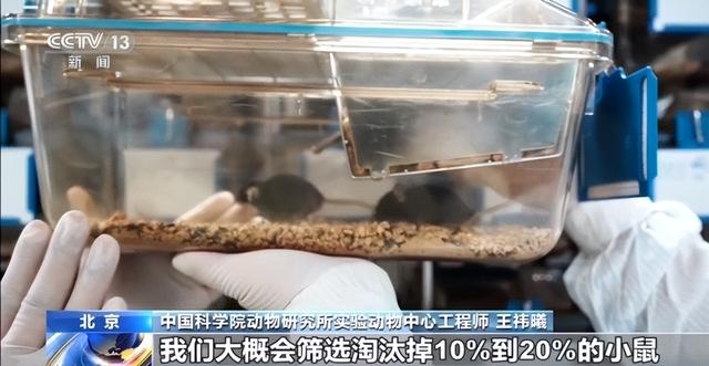 中国空间太空小鼠也要“过五关斩六将” ，300只中选拔4只