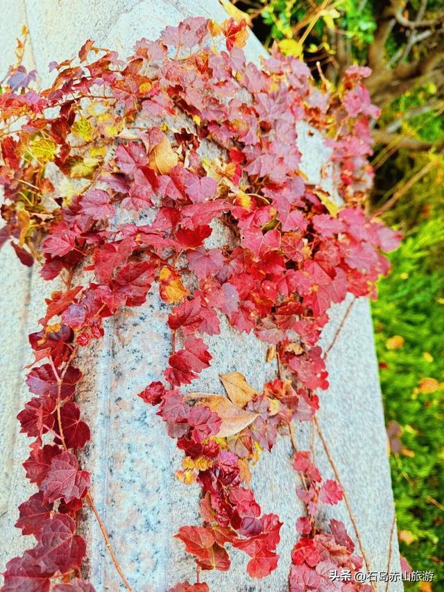 赤山红叶已红透！这场治愈之旅，错过等一年！