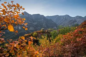 观叶观花观果皆相宜 恰是五彩缤纷时图片