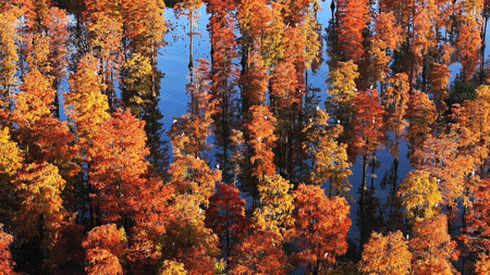水上森林“红”了！武汉冬日观鸟秘境，邂逅油画里的万鸟齐飞
